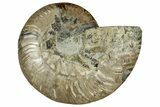 Cut & Polished Ammonite Fossil (Half) - Madagascar #329189-1